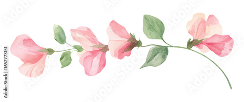 Watercolor illustration of pink sweet pea flowers with green leaves