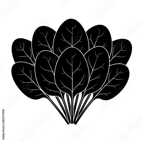 transparent background spinach illustration isolated vector graphic for design