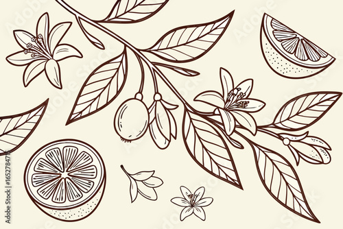 Vector art of hand drawn botanical illustration of citrus fruit, flower, and leaf isolated on white background
