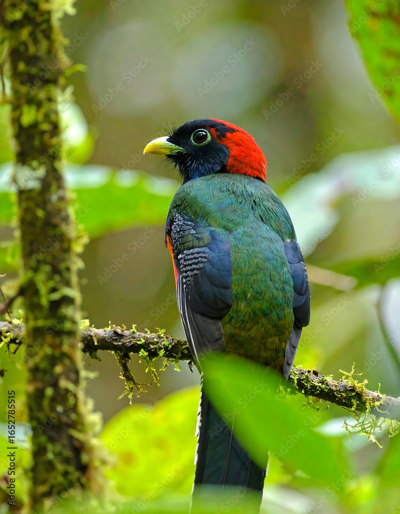 Obraz premium Colorful bird perched on branch