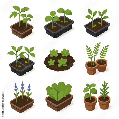 Saplings plant sprouts basil vector icon fern starts shoots isometric small babies