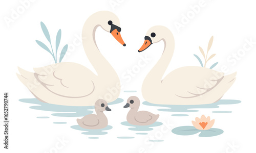 A pair of adult swans glide gracefully across the water, closely followed by their two fluffy cygnets. Wild birds. Vector flat illustration