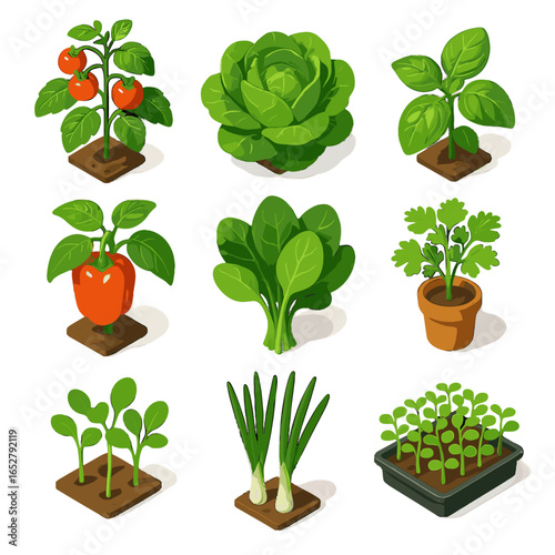 Onions microgreens parsley isometric icon greenhouse plant leaves indoor lettuce sprouts basil