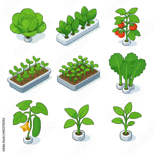 Vector kale tomato bundle cluster row basil crop icon tray icons seedling