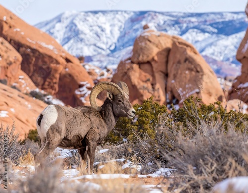 Desert bighorn sheep stands amidst snow-dusted brush,  red rock formations and snow-capped mountains in background