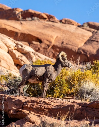 Desert bighorn sheep stands on rocky outcrop,  arid landscape backdrop