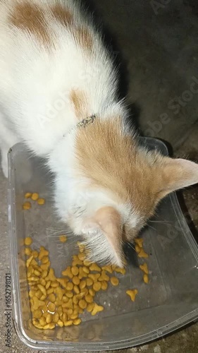 A small, adorable white and orange domestic cat is intently enjoying its dry kibble meal from a clear plastic bowl on a dark floor, illustrating pet care.