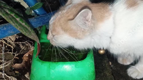 A small, adorable ginger and white kitten hydrates itself by drinking fresh water from a vibrant green bowl in a natural outdoor setting.