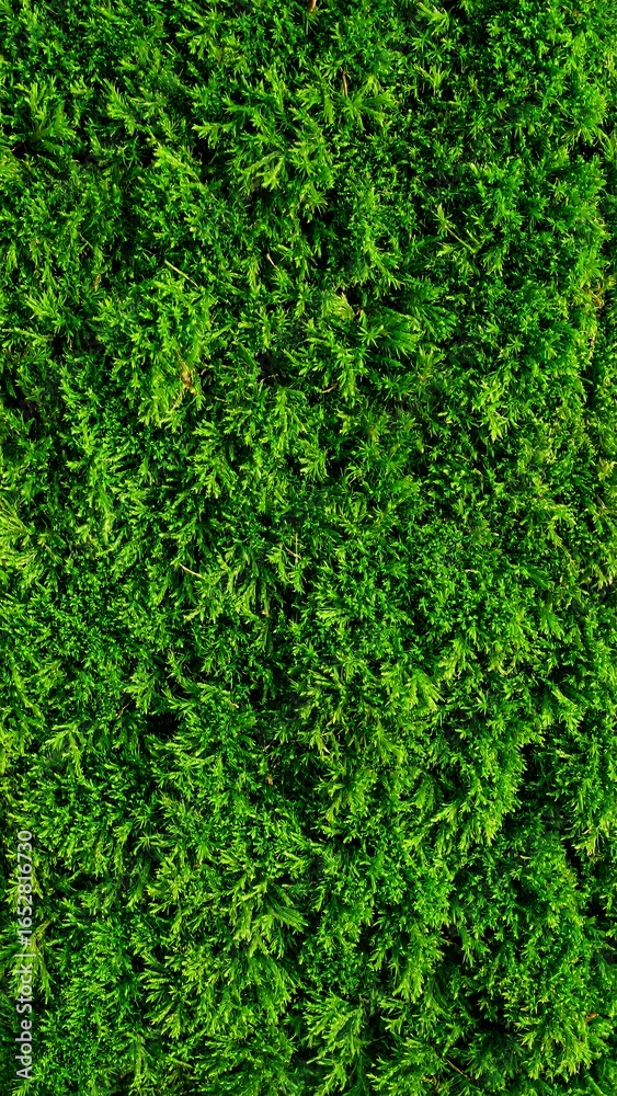 Close-up view of dense, green foliage Close-up view of dense, green foliage