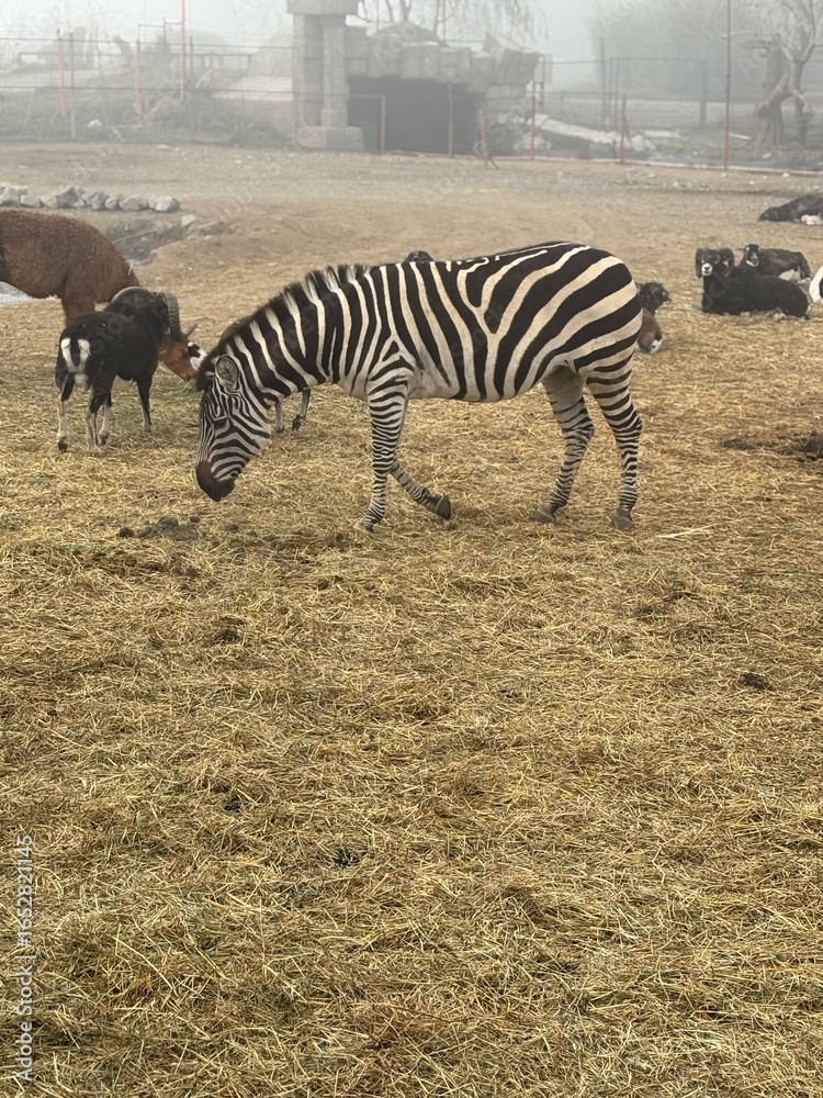 Naklejka premium zebra in the zoo