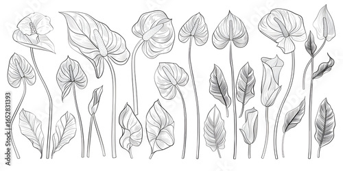 Hand-drawn botanical line art illustration of anthurium leaves and flowers – elegant floral sketch design for patterns, wallpapers, invitations, posters, and nature-inspired artwork