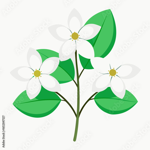 Minimalist White Dogwood Flowers with Green Leaves Vector