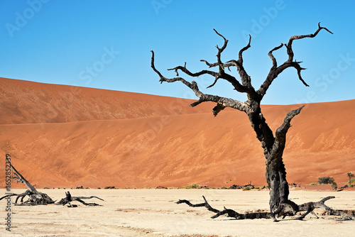 Dry trees in desert crater area at Deadvlei in Sossusvlei