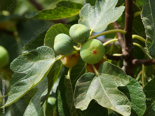 Obraz na płótnie Ficus carica, common fig, also called fig tree and fig for short