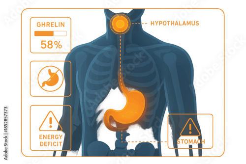 Vector medical diagram illustrating hunger signals via ghrelin hormone, stomach activity, and hypothalamus control suitable for EPS10 infographics.