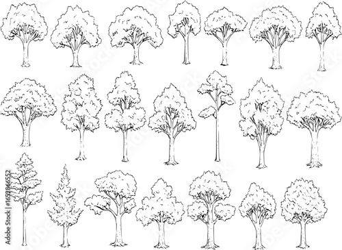 vector elements: tree sketches
