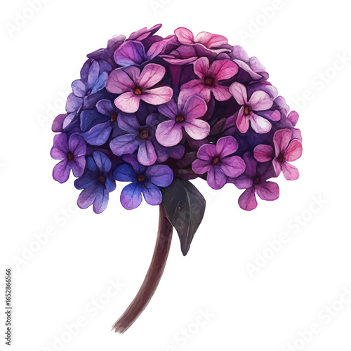 Verbena Flower, watercolor painting vector, isolated on a white background.