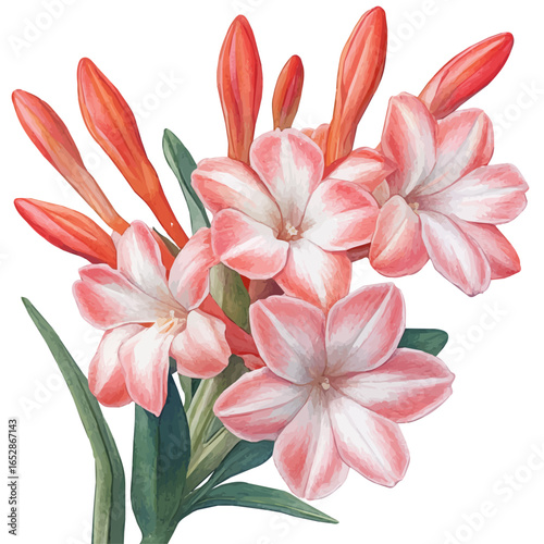 Tuberose Flower, watercolor painting vector, isolated on a white background.