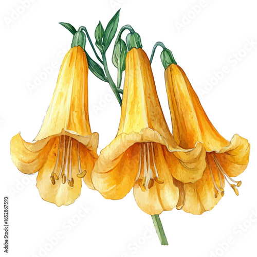 Trumpet Creeper Flower, watercolor vector, isolated on a white background.