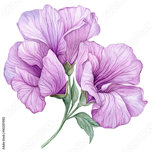 Sweet Pea Flower, watercolor drawing vector, isolated on a white background.