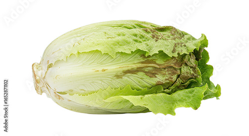 A single head of romaine lettuce with some discoloration isolated on a solid dark surface view