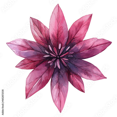 Spider Flower, watercolor drawing vector, isolated on a white background.
