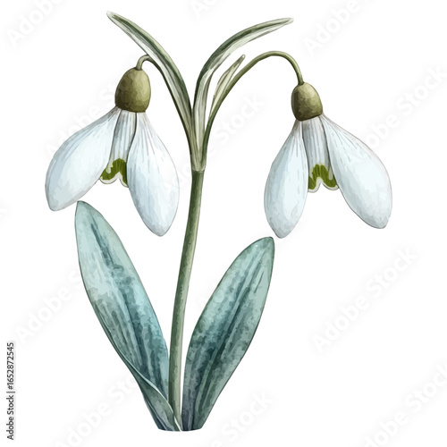watercolor vector of Snowdrop Flower, isolated on a white background.