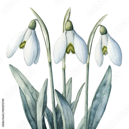 Snowdrop Flower, watercolor clipart vector, isolated on a white background.