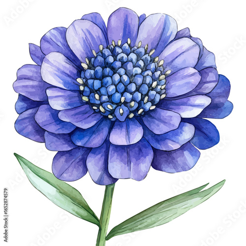 Scabiosa Flower, watercolor painting vector, isolated on a white background.