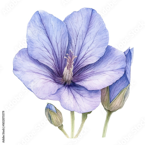 Salpiglossis Sinuata Flower, watercolor illustration vector, isolated on a white background.