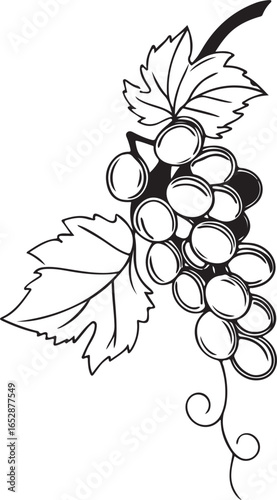 Beautiful grapevine vector illustration with leaves and hanging fruit perfect for wine production, natural food,