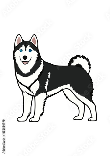 siberian husky dog vector illustration white background	
