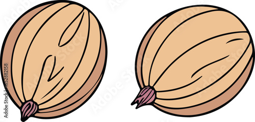 Green grapevine vector illustration with natural leaves and ripe bunches suitable for winery branding