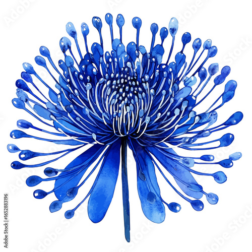 Pincushion Flower, watercolor drawing vector, isolated on a white background.