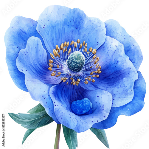 Pincushion Flower, watercolor painting vector, isolated on a white background.