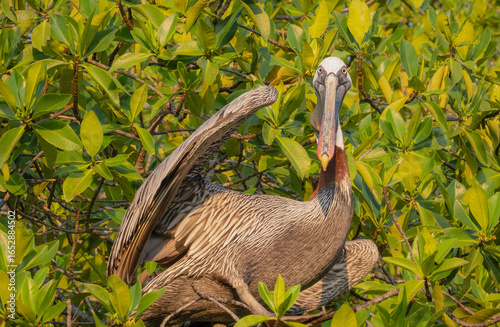 Pelican in Tree
