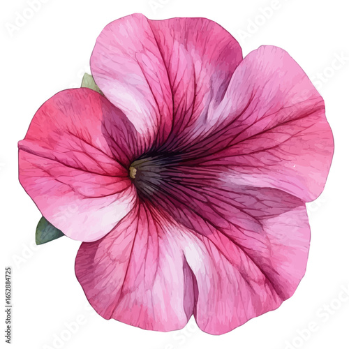 Petunia Flower, watercolor drawing vector, isolated on a white background.