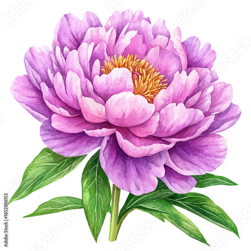 Peony Flower, watercolor painting vector, isolated on a white background.