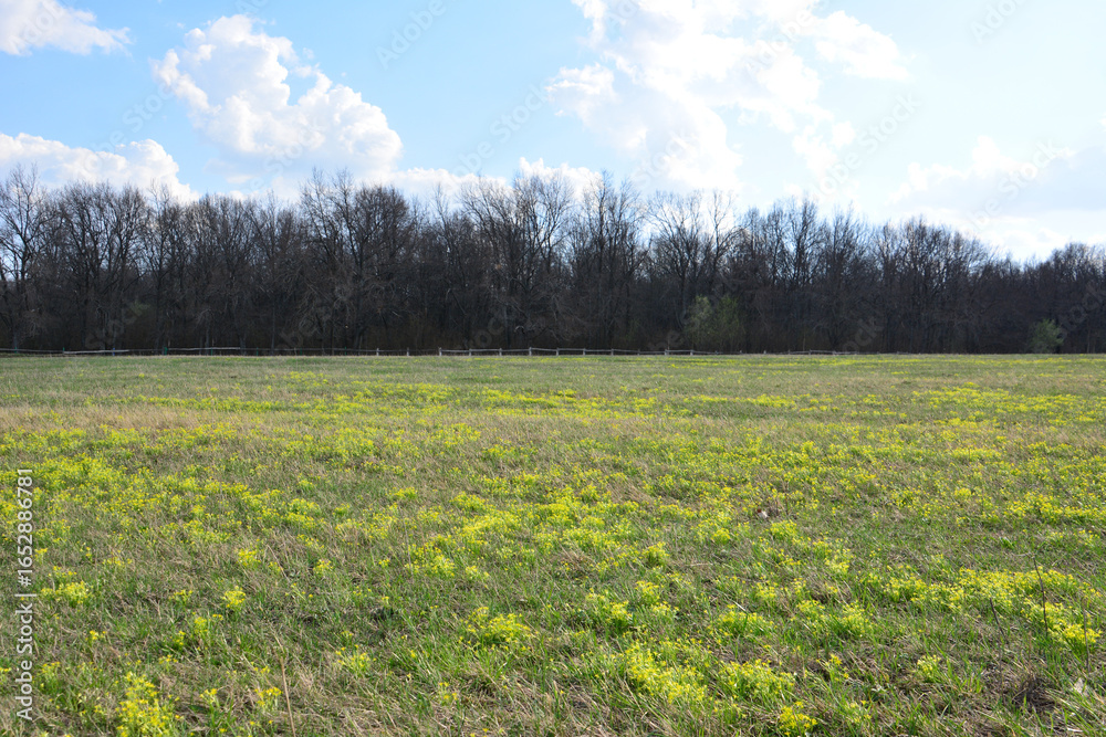 Obraz premium Field of wildflowers with a forest in the background under a blue sky