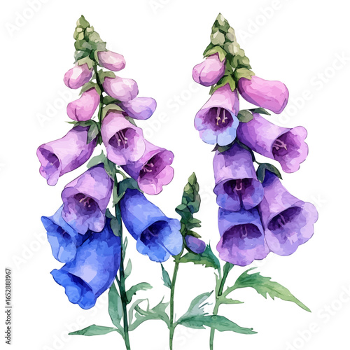 Obedient Plant Flower, watercolor painting vector, isolated on a white background.