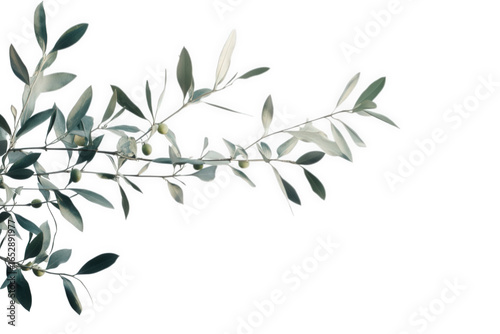 Wallpaper Mural Olive branch with leaves and small olives isolated on transparent background Torontodigital.ca
