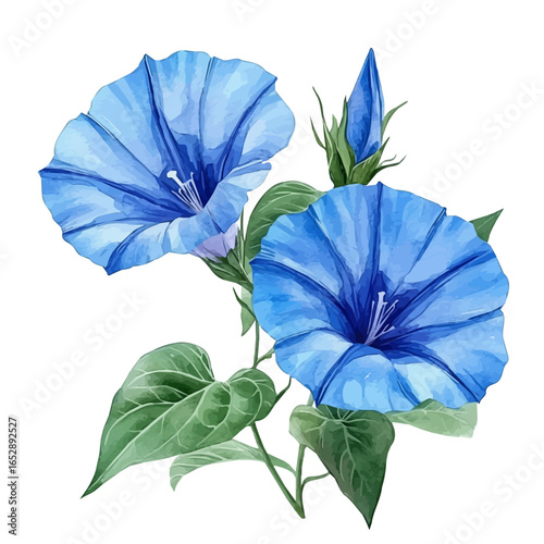 Morning Glory Flower, watercolor clipart vector, isolated on a white background.