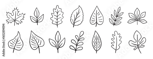 leaves different trees doodle hand drawn icon set. Outline drawing line clipart symbol collection