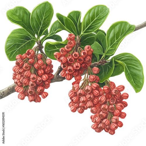 Manzanita Flower, watercolor vector, isolated on a white background.
