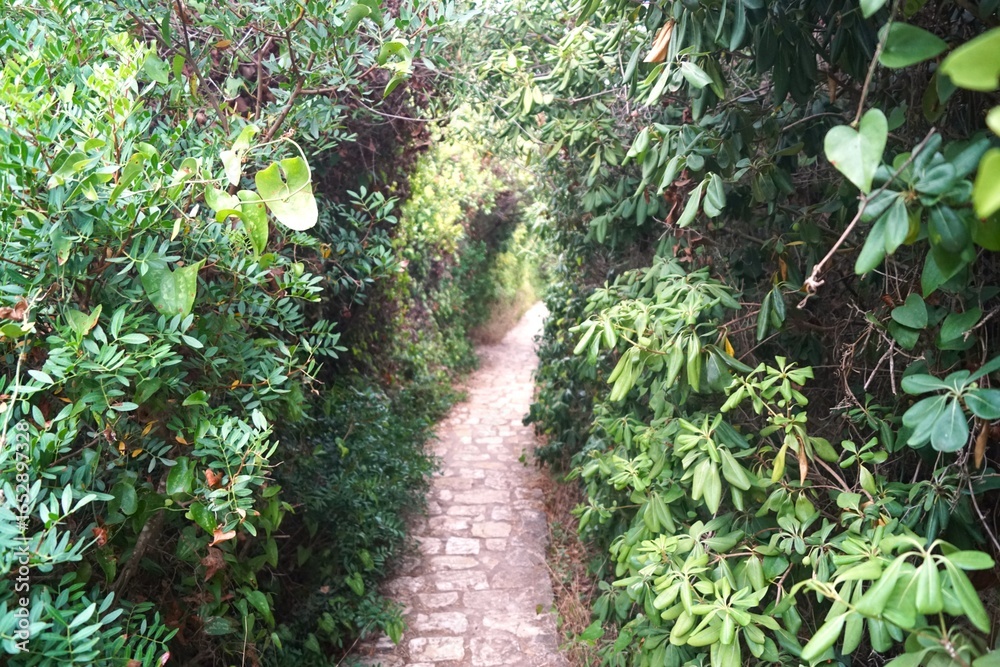 Obraz premium tree in the garden