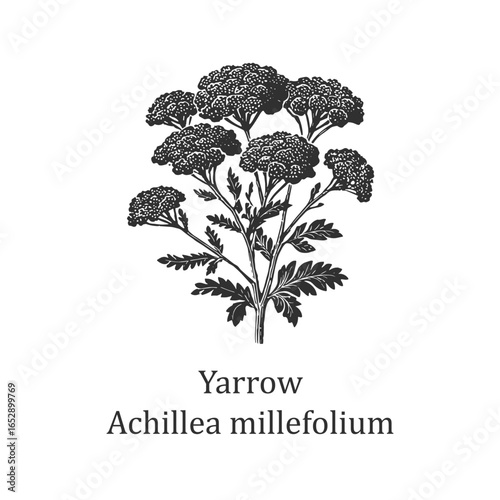 Detailed vector illustration of Yarrow (Achillea millefolium) with intricate botanical elements. The monochrome design highlights the plant's detailed structure and leaf patterns.