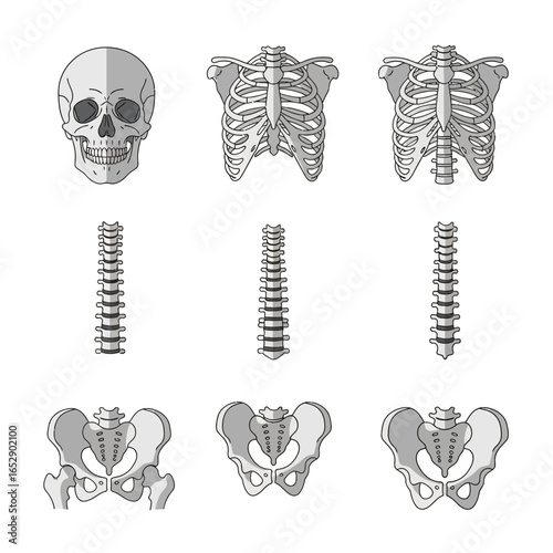 Detailed anatomical illustrations of the human skeleton: skull, ribcage, spine, and pelvis.
