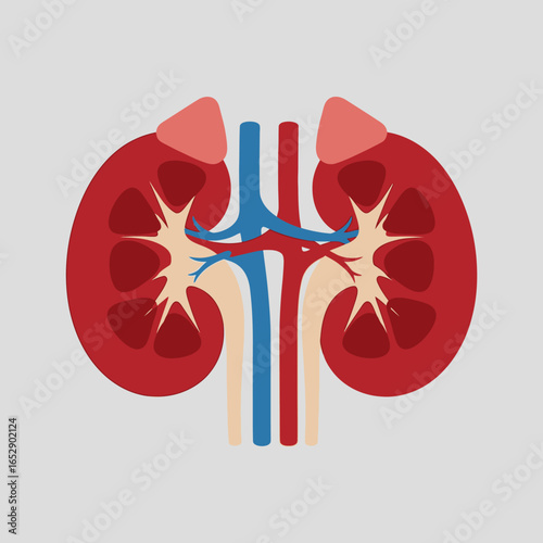Anatomical illustration of human kidneys with adrenal glands, arteries, and veins on a grey background.