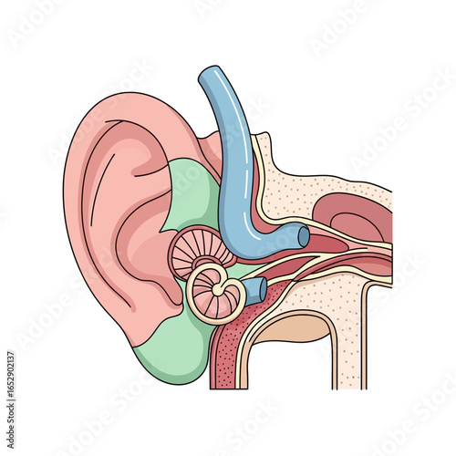Detailed cross-sectional illustration of the human ear, highlighting the cochlea, eustachian tube, and other inner ear structures.