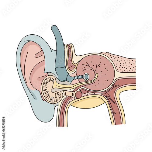 A detailed scientific illustration showing the cross-section of the human ear anatomy and its components.